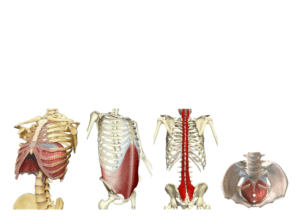 subsistema muscular intrinseco