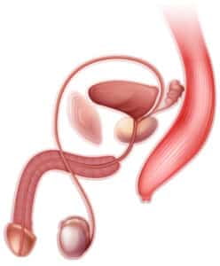 dibujo de la prostata