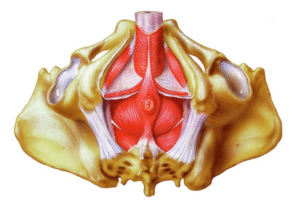 suelo pelvico masculino