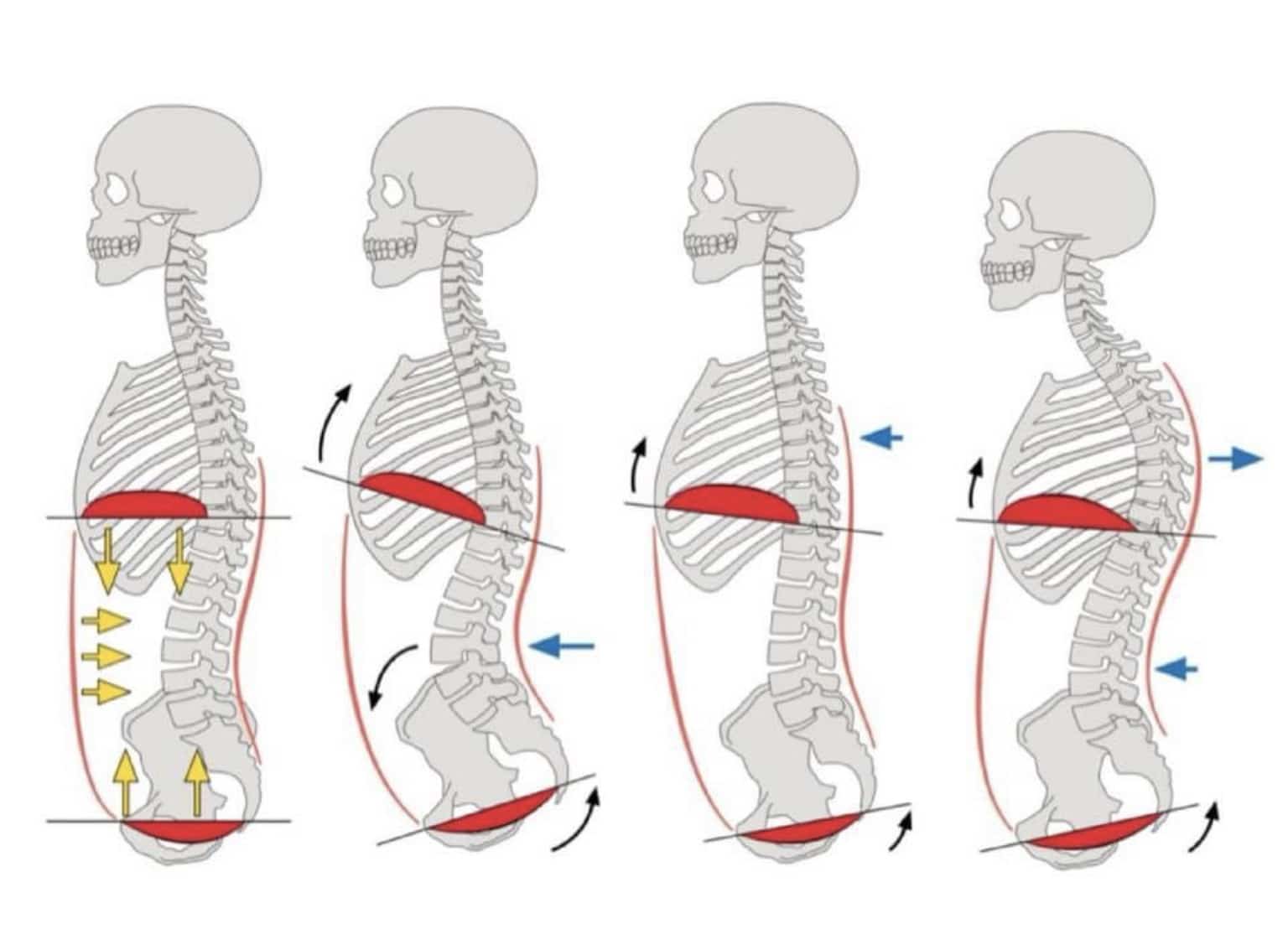 dibujo de las posturas de la columna
