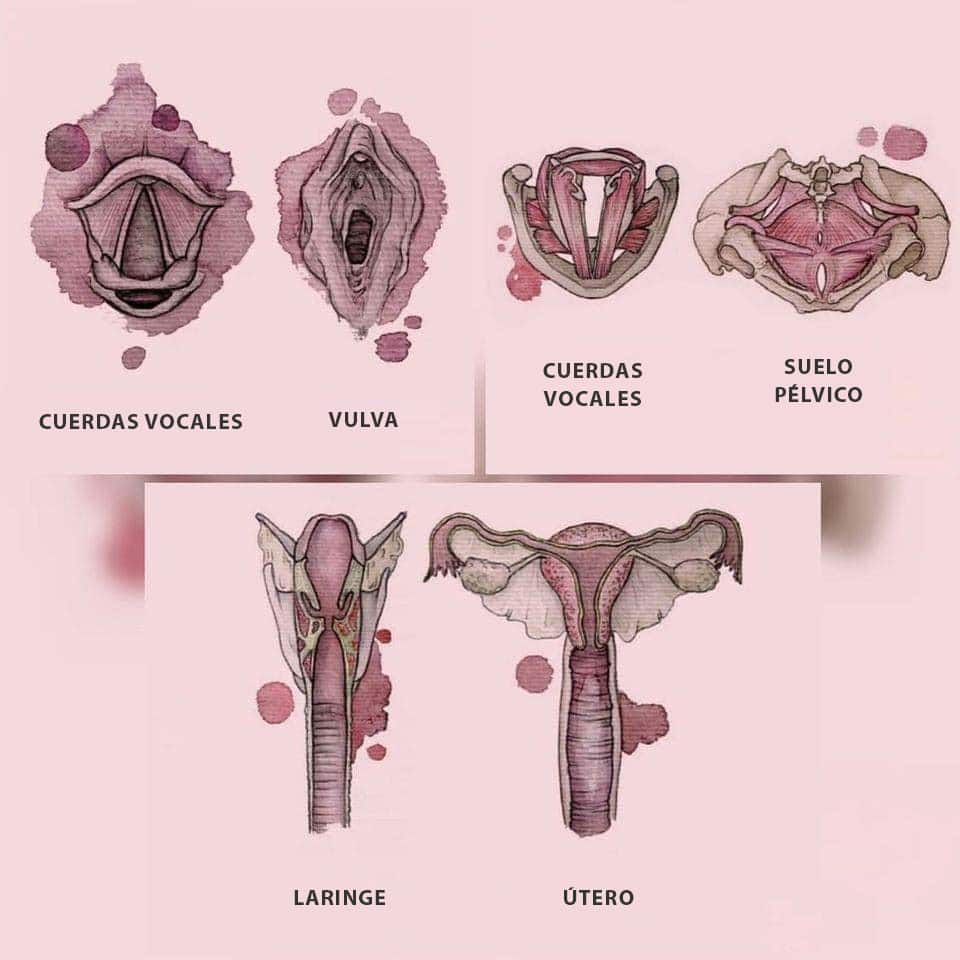 dibujos de laringue y utero
