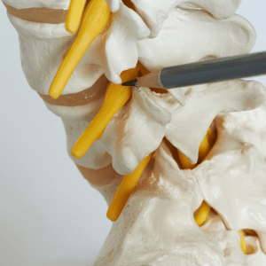 lapiz senalando la columna vertebral