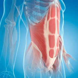 dibujo de los musculos abdominales