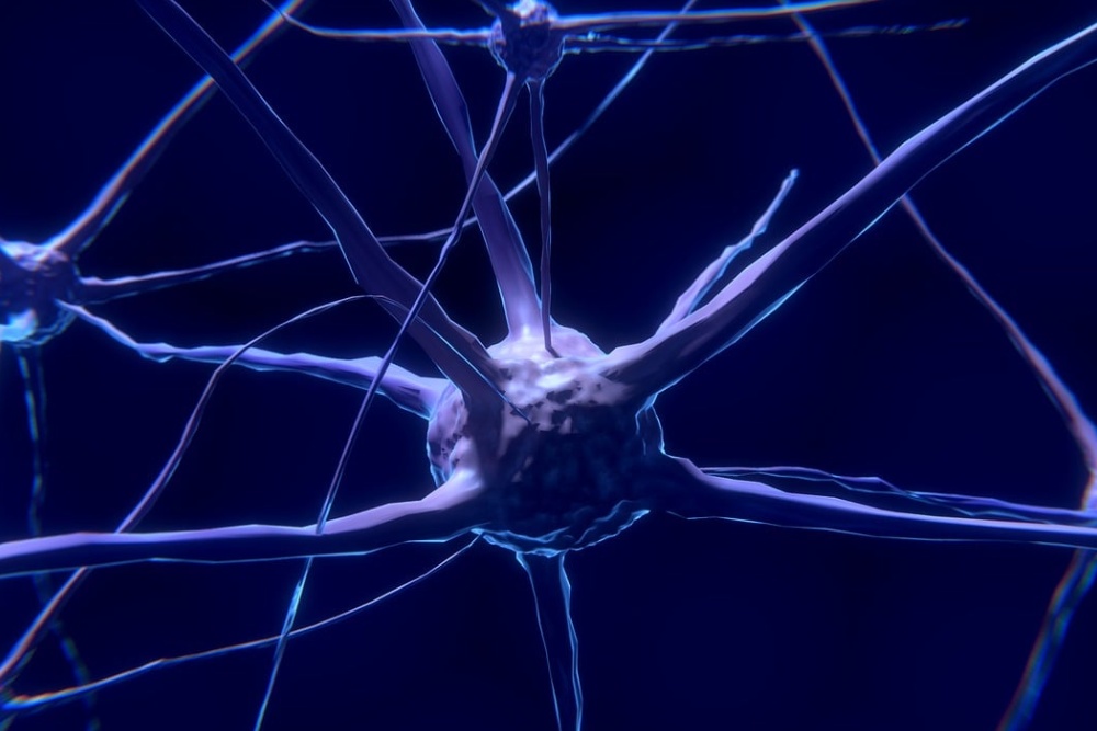 ilustracion de sistema nervioso interior